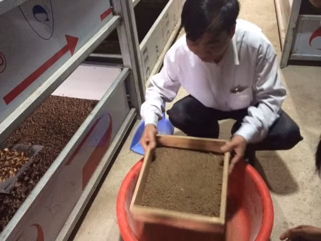 Ông Nguyễn Đình Nguyên đang sàng đất để kiểm tra độ phát triển của gián đất