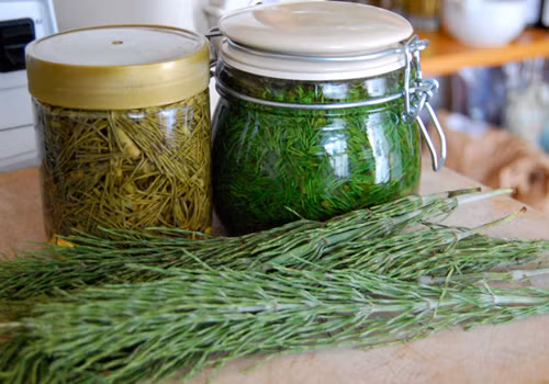 Horsetail được biết như một phương thuốc chống lão hóa. Ảnh: wordpress