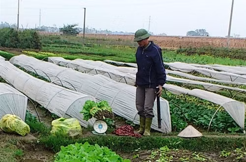 HTX rau an toàn dùng thuốc cực độc. HTX rau an toàn dùng thuốc cực độc.
