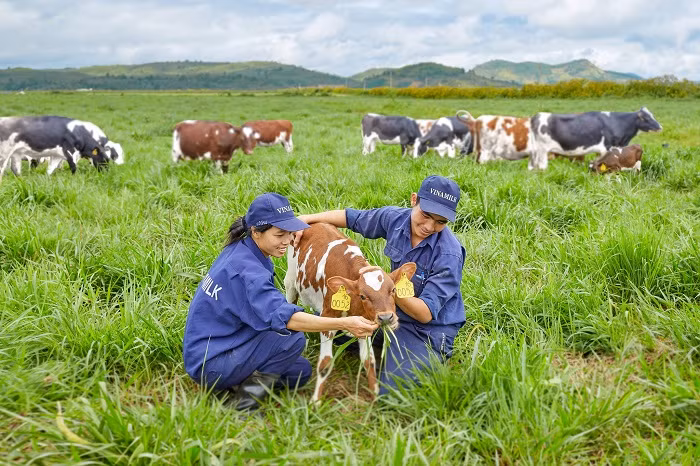 Môi trường làm việc tại trang trại thoáng đãng, trong lành cùng các “cô bò” thân thiện giúp nhân viên tại đây luôn có tinh thần làm việc hăng say. Môi trường làm việc tại trang trại thoáng đãng, trong lành cùng các “cô bò” thân thiện giúp nhân viên tại đây luôn có tinh thần làm việc hăng say.
