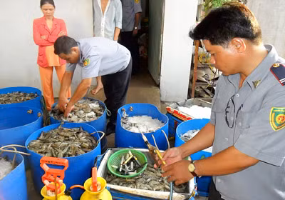 Hiện trường vụ 400kg tôm bị bơm tạp chất tại tỉnh Cà Mau năm 2012. Nguồn ảnh: Internet.