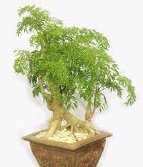 Đinh lăng có nhiều tác dụng cho hệ thần kinh.