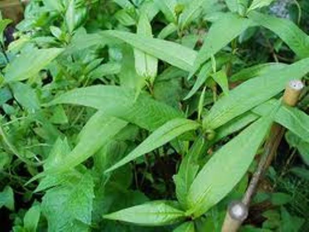 Tác dụng không ngờ từ rau răm.