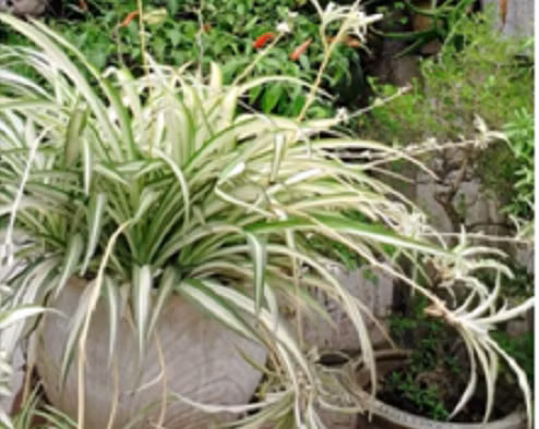 Chiến thuật thời nay phải là “một đòn … chết tươi” ảnh 2