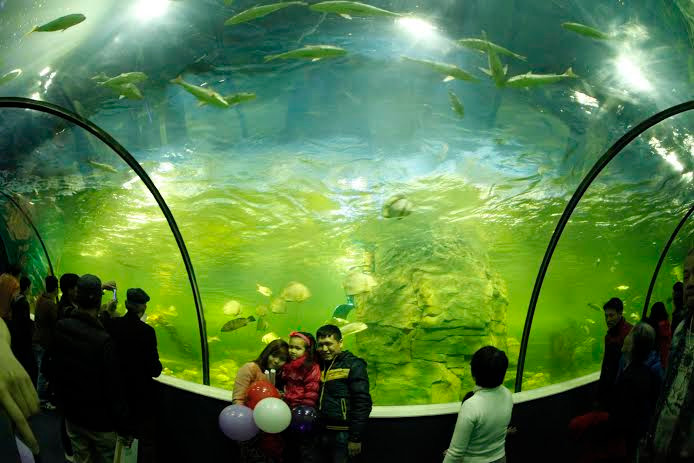 Vinpearl Aquarium Times City, Thủy cung lớn nhất Việt Nam hội tụ hàng ngàn loài sinh vật với hơn 30.000 cá thể từ khắp "năm châu bốn biển".