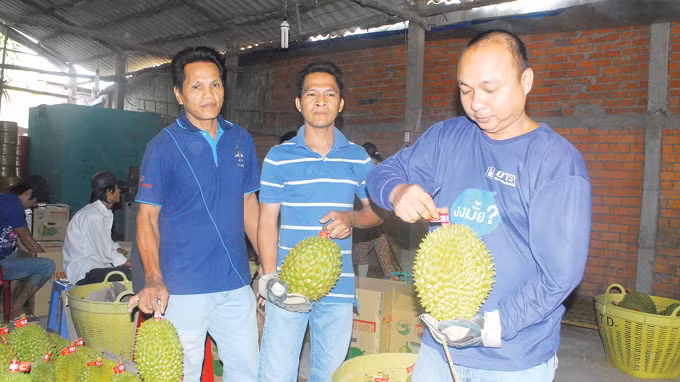 Những người Thái Lan tuyển lựa sầu riêng để xuất đi cho ông chủ Trung Quốc Ảnh: Thành Bắc Những người Thái Lan tuyển lựa sầu riêng để xuất đi cho ông chủ Trung Quốc Ảnh: Thành Bắc