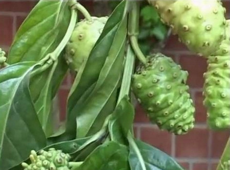 Trái nhàu có tác dụng chữa nhiều bệnh.