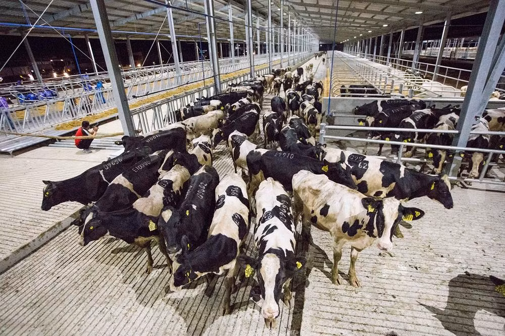 Lễ đón đàn bò sữa cao sản về trang trại TH tại Phú Yên. Lễ đón đàn bò sữa cao sản về trang trại TH tại Phú Yên.