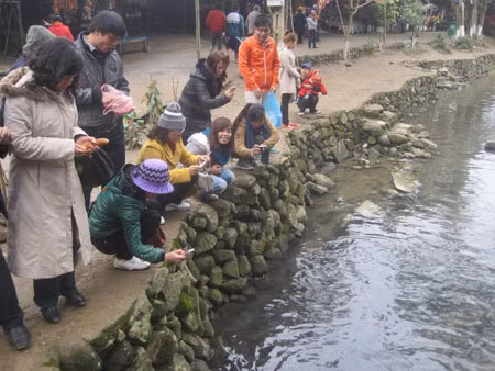 Ai cũng muốn chụp những kiểu ảnh những chú cá "thần" này về làm kỷ niệm. Ai cũng muốn chụp những kiểu ảnh những chú cá "thần" này về làm kỷ niệm.