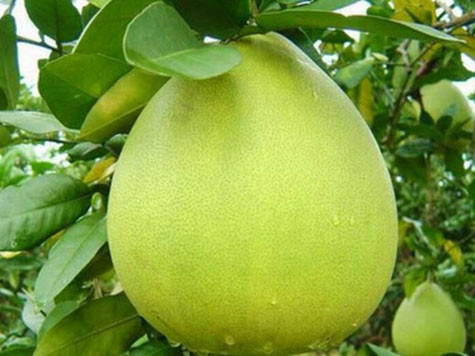 Những quả bưởi Đoan Hùng (Phú Thọ) với hương vị thơm ngon từng được dành để dâng lên các vị vua Hùng.