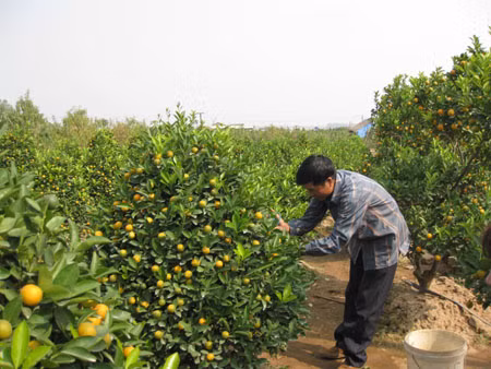 Để có được 1 cây quất thế đẹp thì điều quan trọng nhất vẫn là ở bàn tay của người chủ tạo dáng.