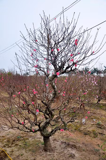Đào thế "Long giáng" năm nay được nhiều người chọn chơi để cầu mong sự bình an, may mắn
