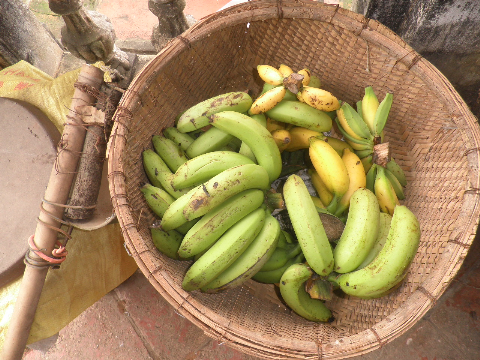 Chuối hái trong vườn nhà.