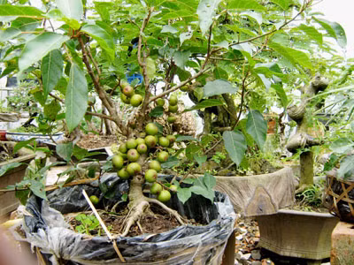 Lá sung: Lấy vài lá sung đun với nước trong khoảng 10 phút, đợi nước đủ ấm, dùng ngâm chân trong 10 phút. Mỗi ngày 2 lần, thông thường 3-5 ngày sẽ hết mùi hôi. (Ảnh: ITN) Xem thêm: Ăn uống làm sao để trẻ - khỏe và sống lâu? Lá sung: Lấy vài lá sung đun với nước trong khoảng 10 phút, đợi nước đủ ấm, dùng ngâm chân trong 10 phút. Mỗi ngày 2 lần, thông thường 3-5 ngày sẽ hết mùi hôi. (Ảnh: ITN) Xem thêm: Ăn uống làm sao để trẻ - khỏe và sống lâu?