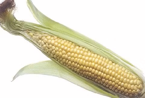 Tốt cho mắt: Bắp ngô cũng giàu beta-carotenoid và folate, cả hai chất này giúp làm chậm quá trình suy thoái điểm vàng liên quan đến tuổi tác. Các nhà khoa học phát hiện thấy, beta-carotenoid trong bắp khi đi vào cơ thể sẽ chuyển thành vitamin A với tỷ lệ cao hơn so với những loại rau củ khác. Mà chúng ta biết rằng, Vitamin A rất cần thiết cho “cửa sổ tâm hồn” vì nó giúp sáng mắt. Xem thêm: Mướp đắng và những bài thuốc quý chữa bệnh
