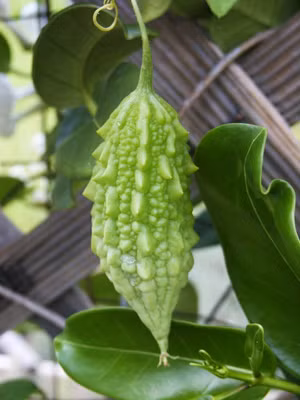 Điều trị vị khí thống: khổ qua vừa đủ rửa sạch, giã nhuyễn, uống với nước ấm. Xem thêm: Dứa: ngon, rẻ, giàu vitamin C, chất xơ...tốt cho bé và cả ông bà