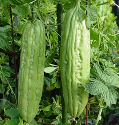 Khổ qua (mướp đắng) - Momordia charantia L. thuộc họ Hồ lô (Cucurbitaceae). Vị đắng, tính mát, không độc. Vào kinh tâm, can, tỳ và vị. Xem thêm: Dứa: ngon, rẻ, giàu vitamin C, chất xơ...tốt cho bé và cả ông bà