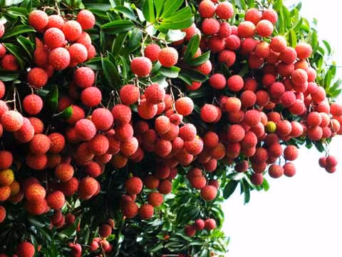 Nhưng đối với những người dễ nhiễm cảm, có đờm, lên thủy đậu thì vải lại trở thành độc dược không nên ăn. Bởi nó sẽ làm bệnh nặng hơn và có thể gây nên những biến chứng. Ngay cả đối với người bình thường thì ăn quá nhiều vải sẽ bị váng đầu, buồn nôn, ra mồ hôi lạnh. (Ảnh: XH) Xem thêm: "Thần dược" quanh ta: Ngô bắp ngon, rẻ và chống ung thư hiệu quả