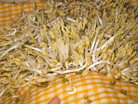 Nếu loại rau này được làm theo một cách thông thường chỉ là ngâm - ủ truyền thống thì rất sạch sẽ. (Ảnh: ITN) Xem thêm: "Thần dược" quanh ta: Ngô bắp ngon, rẻ và chống ung thư hiệu quả