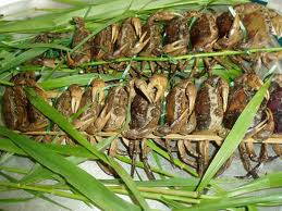 Chữa sản phụ đau bụng: Cua đồng 100g, rượu 25ml, cách làm và uống như trên. Hoặc dùng 10g mai cua, 20ml rượu. Mai cua nướng vàng, tán bột, hòa với 150ml nước đun sôi, pha thêm 20ml rượu, chia 2 lần uống trong ngày, uống 2 ngày. (Ảnh: In) Xem thêm: Cảm kích: Cùng ăn, cùng ở với dân vùng có bệnh viêm da lạ