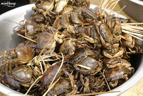 Sách Nam dược thần hiệu của Tuệ Tĩnh ghi: điền giải có vị mặn, mùi tanh, tính hàn, tác dụng liền gân, nối xương, trị nhiệt tả, ngộ độc, máu kết cục, lở ghẻ. Sách Dược tính chỉ nam của ông ghi: điền giải có tác dụng tán tà nhiệt trong lồng ngực, thông được kinh mạch, làm cho năm tạng khỏi buồn phiền, giải được độc do thức ăn, liền được gân, thêm sức cho xương, bổ ích khí lực, tống được các vật kết đọng trong người, phá được chứng ứ huyết do vấp ngã hoặc bị đánh chấn thương, sốt rét...(Ảnh: In) Xem thêm: Cảm kích: Cùng ăn, cùng ở với dân vùng có bệnh viêm da lạ
