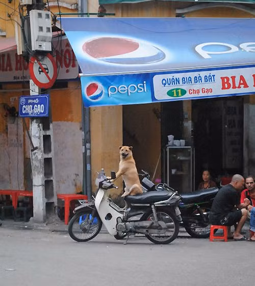 Những hình ảnh hài hước về những chú chó