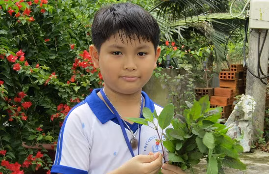 Duy với mồi nhử ruồi vang bằng lá é tía. Duy với mồi nhử ruồi vang bằng lá é tía.