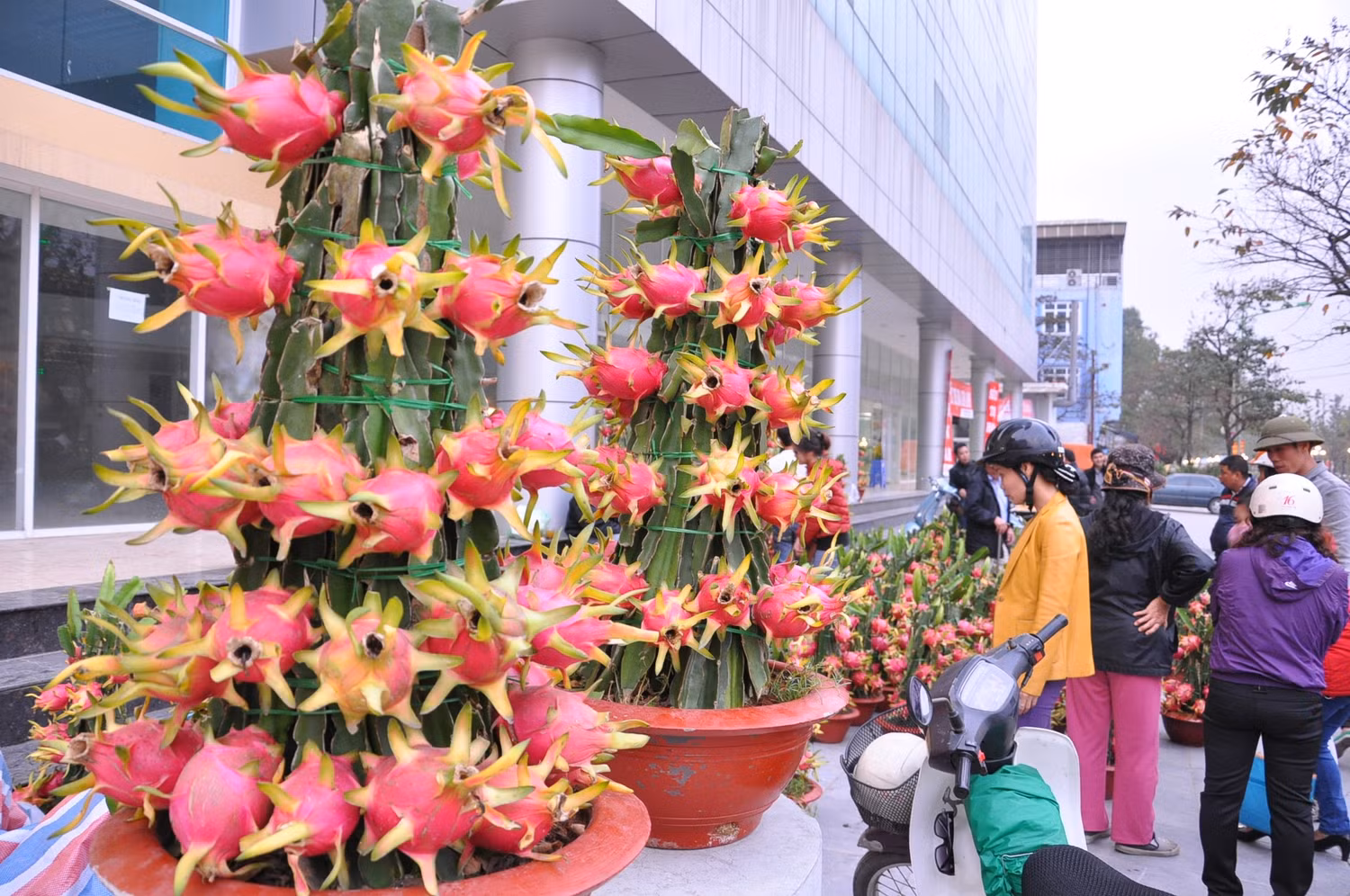 Hai cây thanh long cảnh giá cao nhất với giá gần hai triệu được chủ của hàng để nơi cao nhất.