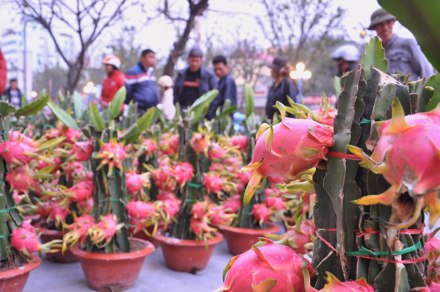 Quả thanh long chín đỏ rất đều nhau, tạo thành từng tầng lớp một.