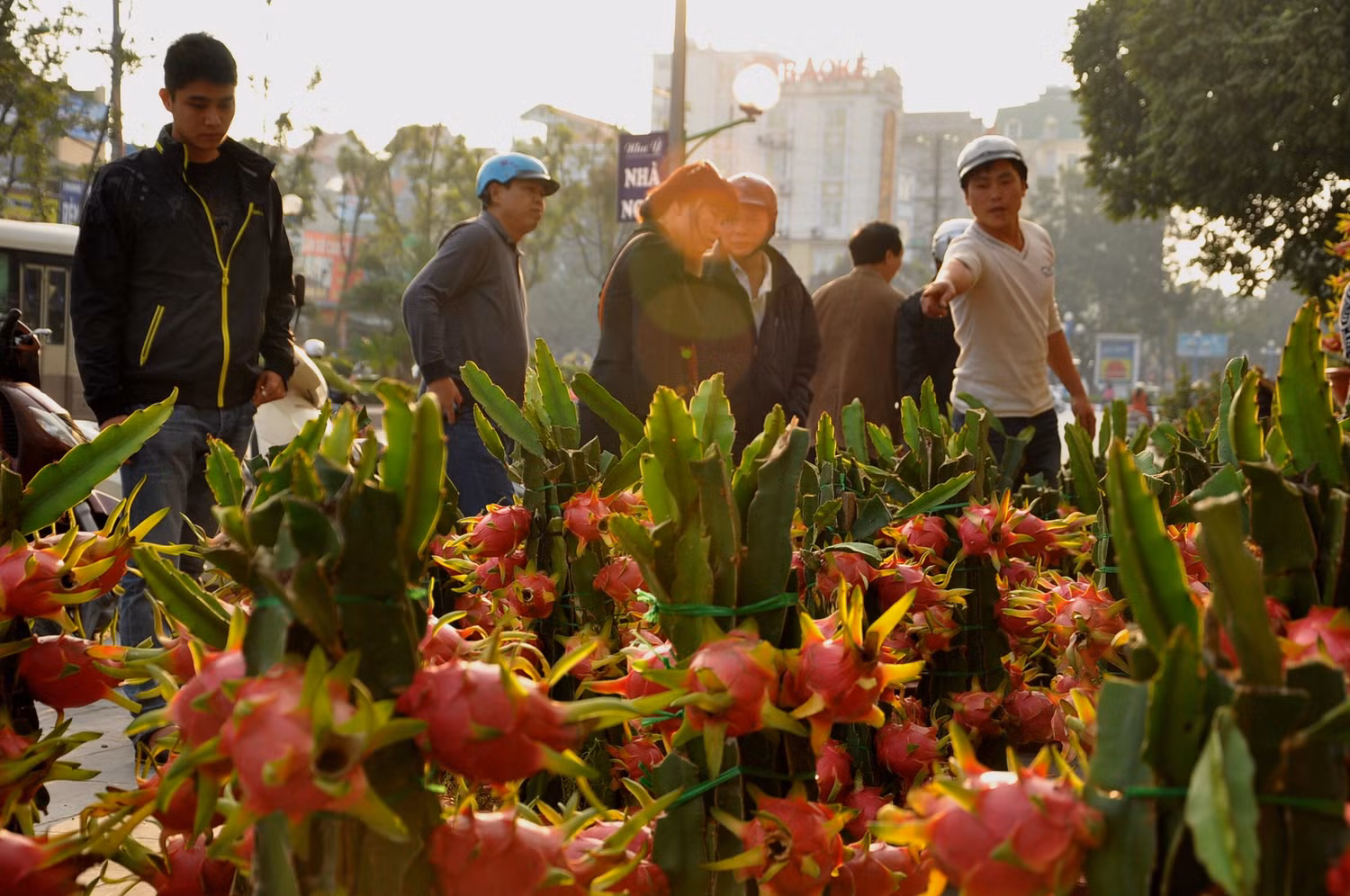 Sự độc đáo và khác lạ của thanh long cảnh đã làm cho nhiều người dân vào xem và tìm hiểu.