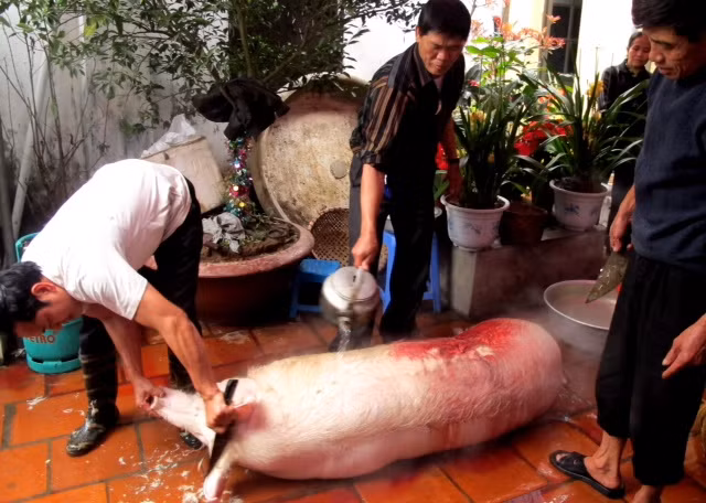 Mỗi xóm phải thịt một con lợn to để rước lên đình. Nhưng có điều con lợn dâng tế phải được chăm sóc trong điều kiện đặc biệt và được gọi là “ông lợn”.
