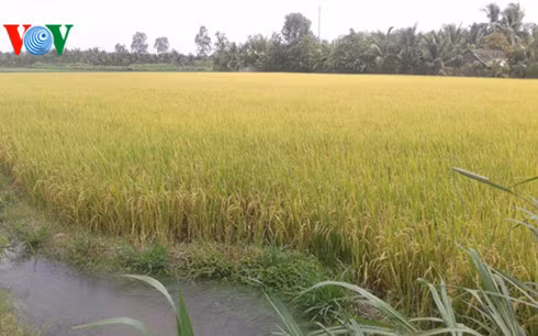 Giải pháp hữu hiệu cứu lúa khỏi hạn, mặn ở Đồng bằng sông Cửu Long ảnh 2 Giải pháp hữu hiệu cứu lúa khỏi hạn, mặn ở Đồng bằng sông Cửu Long ảnh 2
