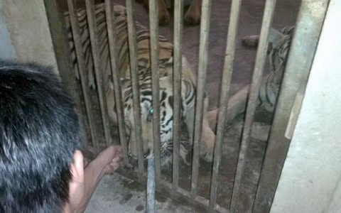 Sửng sốt điểm nuôi nhốt hổ như nuôi lợn, Tin tức trong ngày, nuoi ho, ho, nuoi ho nhu nuoi lon, nghe an, nuoi nhot, dong vat quy hiem, nuoi dong vat nguy hiem, bao, tin tuc, tin hot, tin hay, vn