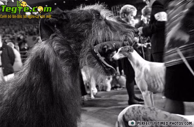 Cún lớn nuốt cún bé