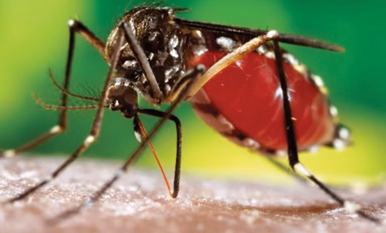 Muỗi Aedes aegypti sẽ mang tác nhân sinh học Wolbachia Muỗi Aedes aegypti sẽ mang tác nhân sinh học Wolbachia