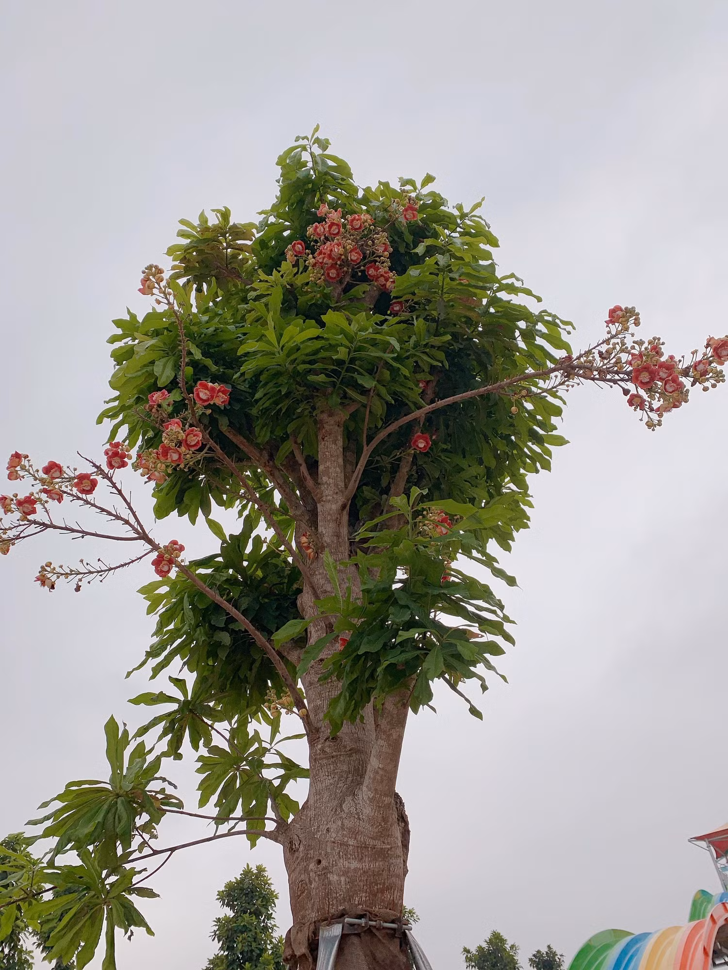 Một loài cây lạ mắt có tên Ngọc Kỳ Lân trong công viên nước Thanh Hà