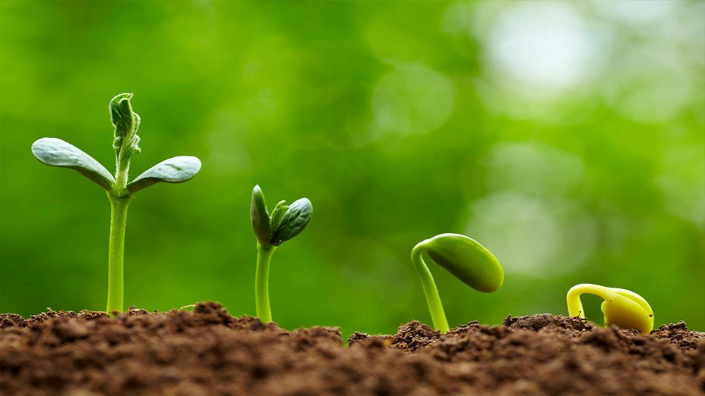 Giống lép và Mùa củi