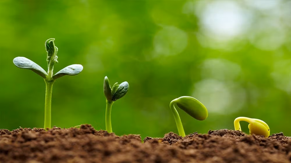 Giống lép và Mùa củi