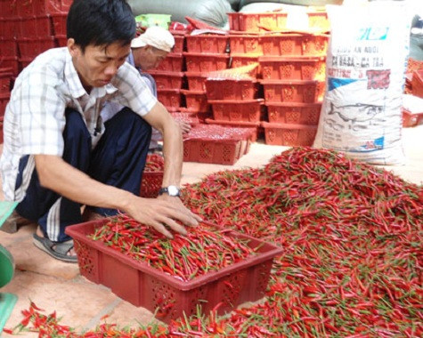 Chủ vựa ớt cũng gặp nhiều khó khăn khi thị trường xuất khẩu bấp bênh.