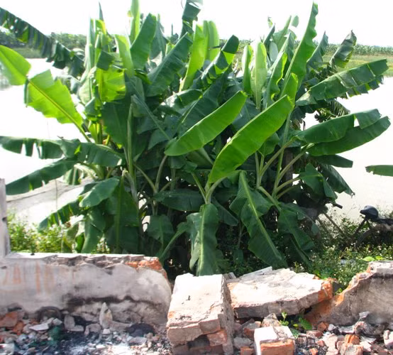 Những khóm chuối bị chặt, đốt phá tan hoang bên cạnh đống đổ nát giờ đây đã xanh tốt trở lại. Cây cối nơi đây đã hồi sinh.