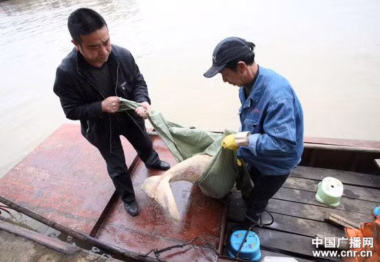 Vớt xác cá heo trắng hồ Động Đình