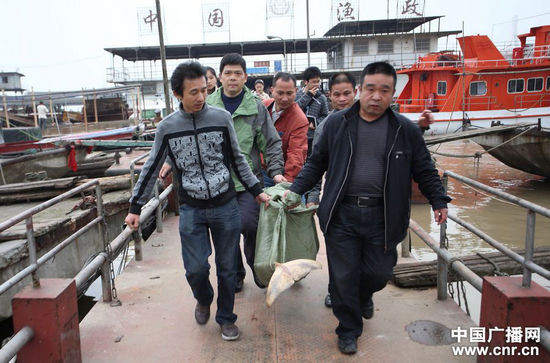 Khiêng xác cá heo đã phân hủy đi chôn
