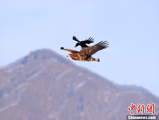 Quạ đen cưỡi đại bàng - xưa nay hiếm