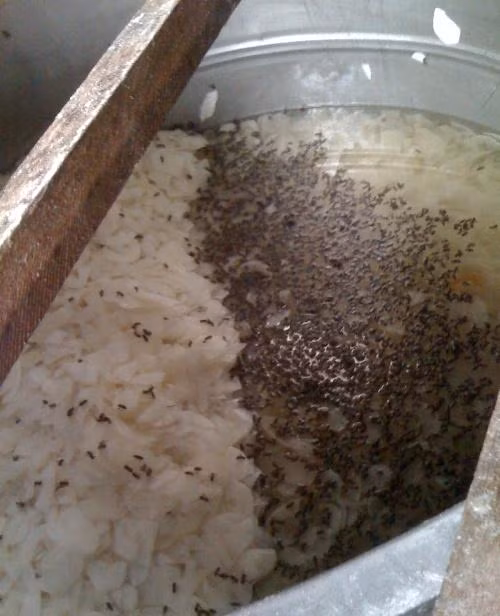Những bệnh do ruồi truyền như kiết lỵ, tiêu chảy, thương hàn, tả và một số bệnh giun sán, nhiễm trùng mắt và một số bệnh ngoài da như mụn cóc, nấm, phong.