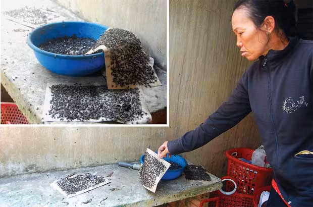 Những biện pháp này diệt ruồi rất nhanh, được áp dụng khi có dịch tả, kiết lỵ, đau mắt, nhưng hạn chế sử dụng bởi vì ruồi phát triển tính kháng hóa chất rất nhanh.