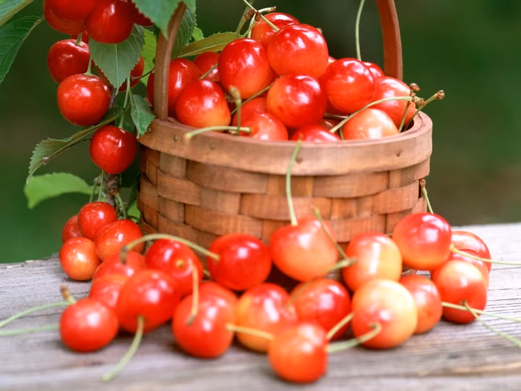 10. Quả cherry 10. Quả cherry