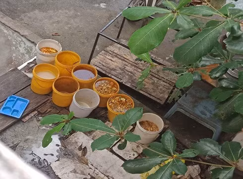 Các xô đựng nước, đồ ăn thừa của học sinh bỏ lại rất bẩn, ruồi tụ lại rất nhiều (ảnh: CTV)