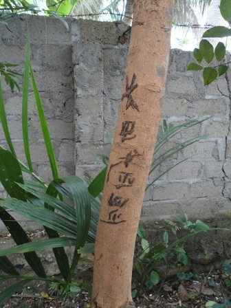 Dòng chữ trên thân cây nhãn.