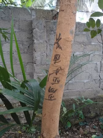 Dòng chữ trên thân cây nhãn. Dòng chữ trên thân cây nhãn.