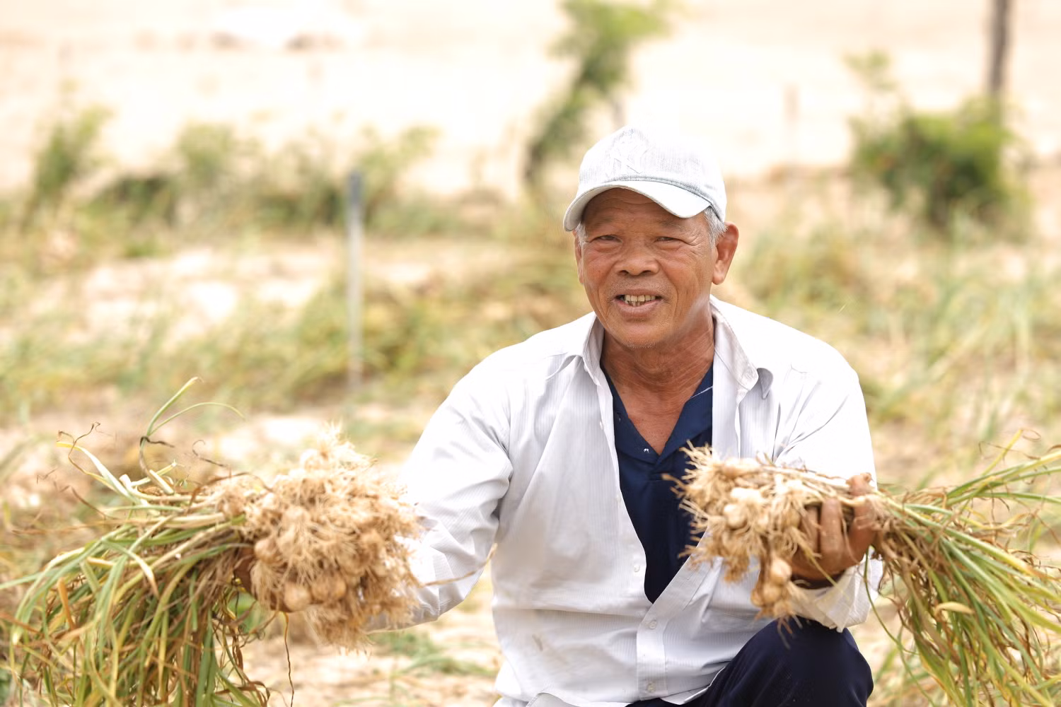Đặc sản tỏi Lý Sơn gắn liền với đời sống bà con nông dân Huyện đảo.JPG